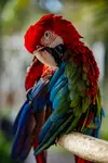 Parrot