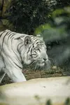 White Tiger