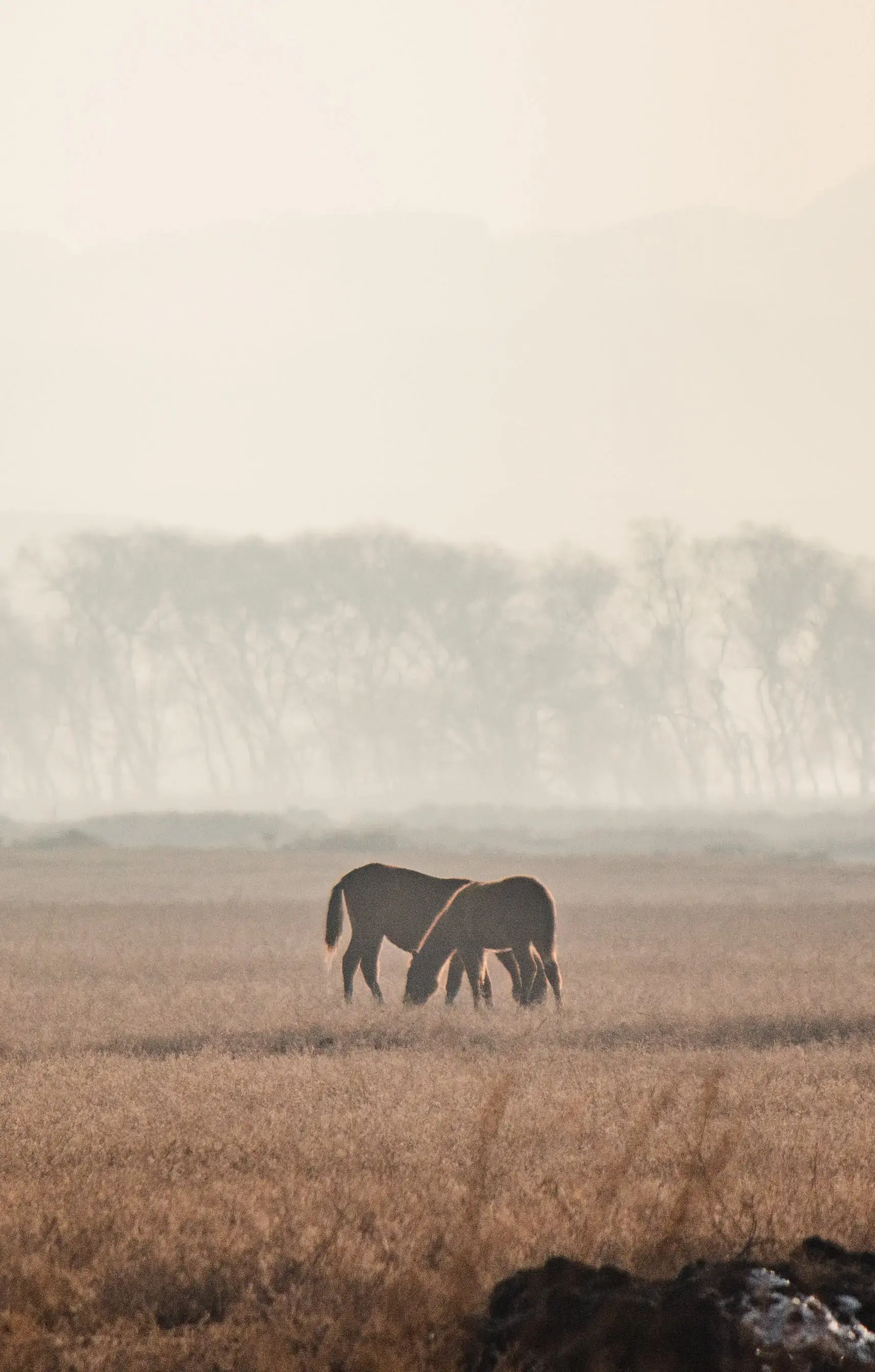 Two Horses